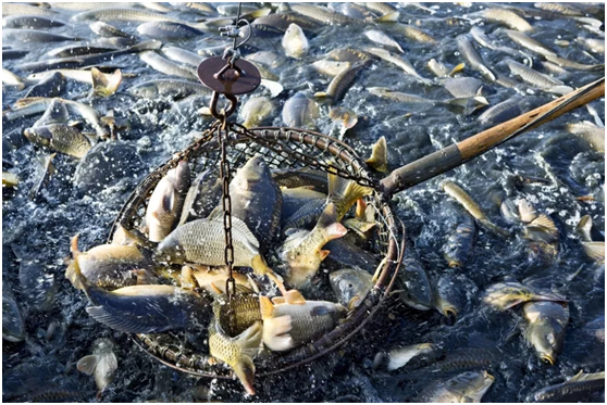 Экструдированный корм против корма в виде пеллет. Процесс определяет доминирование (图3)